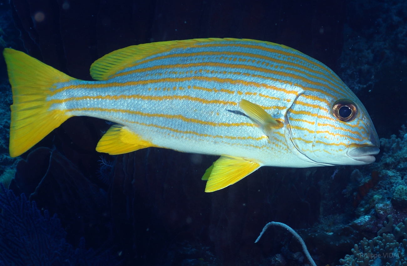 Raja Ampat 2016 - Plectorhinchus Chrysotaenia - Goldstriped sweetlips - Gaterin des celebes - IMG_4326_rc.jpg
